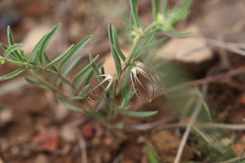 Bird-cage brachystelma (Brachystelma circinatum)
