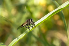 Promachus painteri
