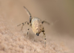 Zygoballus rufipes