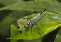Brachydiplax sobrina