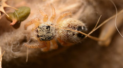 Phidippus texanus