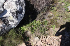 Erepsia forficata