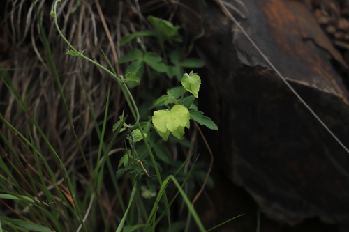 Image of Dalechampia capensis by (c) Suvarna Parbhoo Mohan, some rights reserved (CC BY-SA)