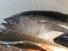 Thunnus atlanticus