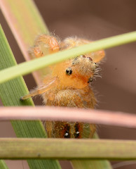 Phidippus cardinalis