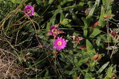 Erepsia forficata