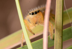 Phidippus cardinalis
