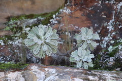Euryops pectinatus pectinatus
