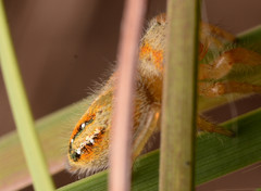 Phidippus cardinalis