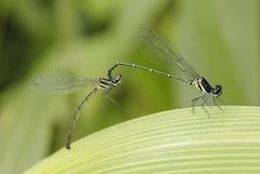 Onychargia atrocyana