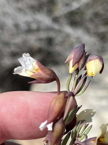 Pygmy Twinleaf (Roepera pygmaea)