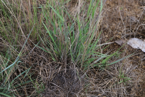 Image of Bristle-Leaved Red-Top Grass (Melinis nerviglumis) by (c) Suvarna Parbhoo Mohan, some rights reserved (CC BY-SA)