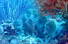 Chromileptes altivelis