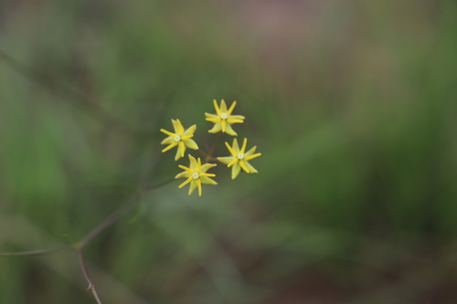 Asclepias aurea (Asclepias aurea)