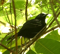 Jet Antbird photo 4