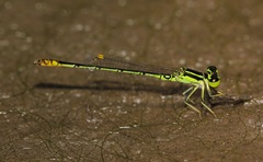 Agriocnemis kalinga