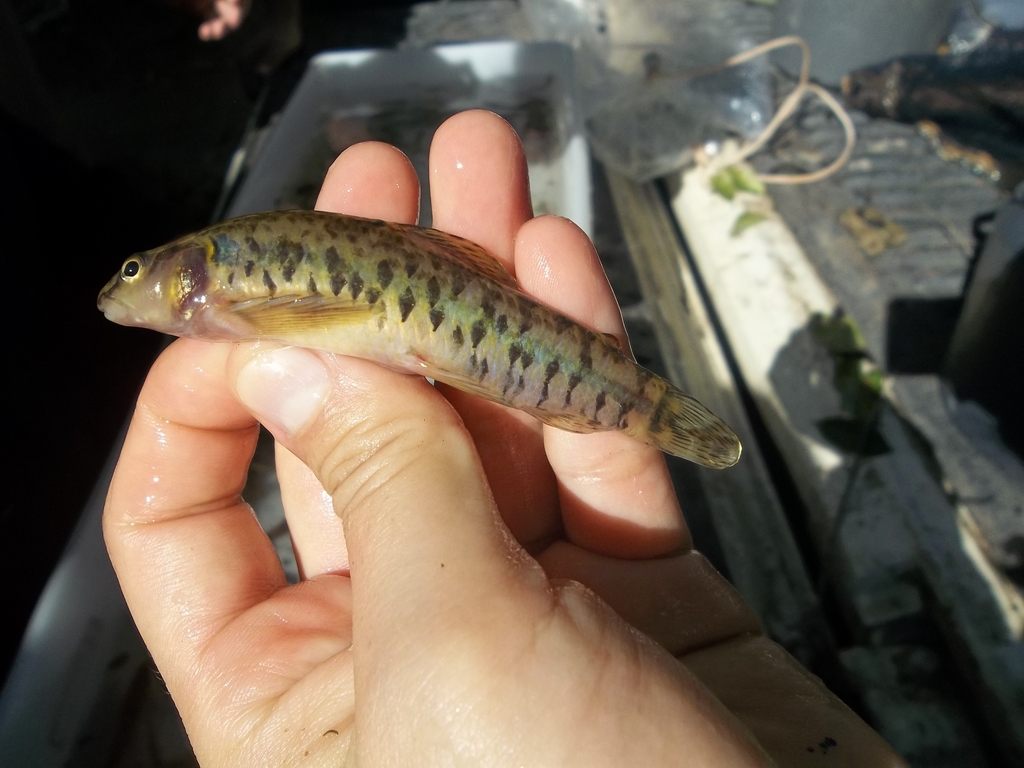 Grajau Darter