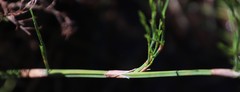 Restio quadratus