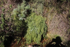 Restio quadratus
