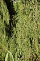 Restio quadratus
