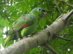 Mealy Parrot photo 2