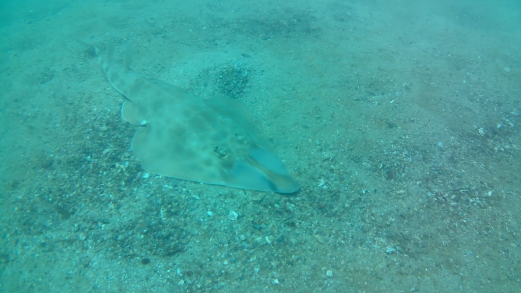 Verpletterende gitaarrog (Pseudobatos percellens) — Rhinobatidae