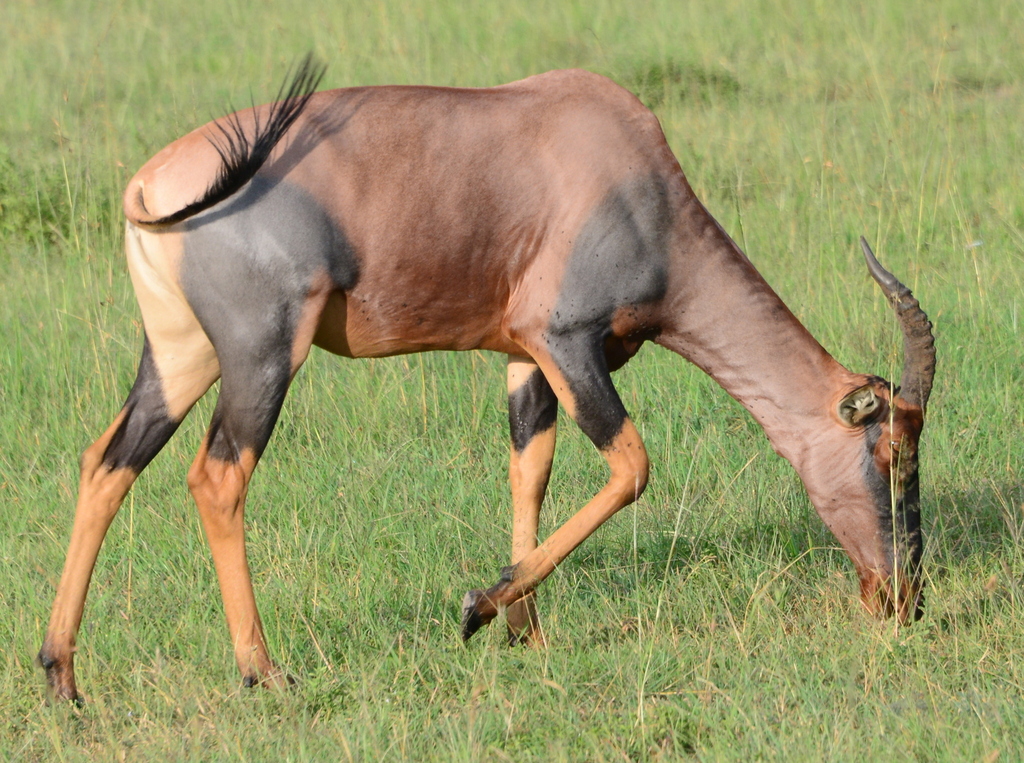 Damaliscus lunatus jimela, Masai Mara, Narok West, Narok, Kenya, by damontighe