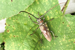 Batocera rubus