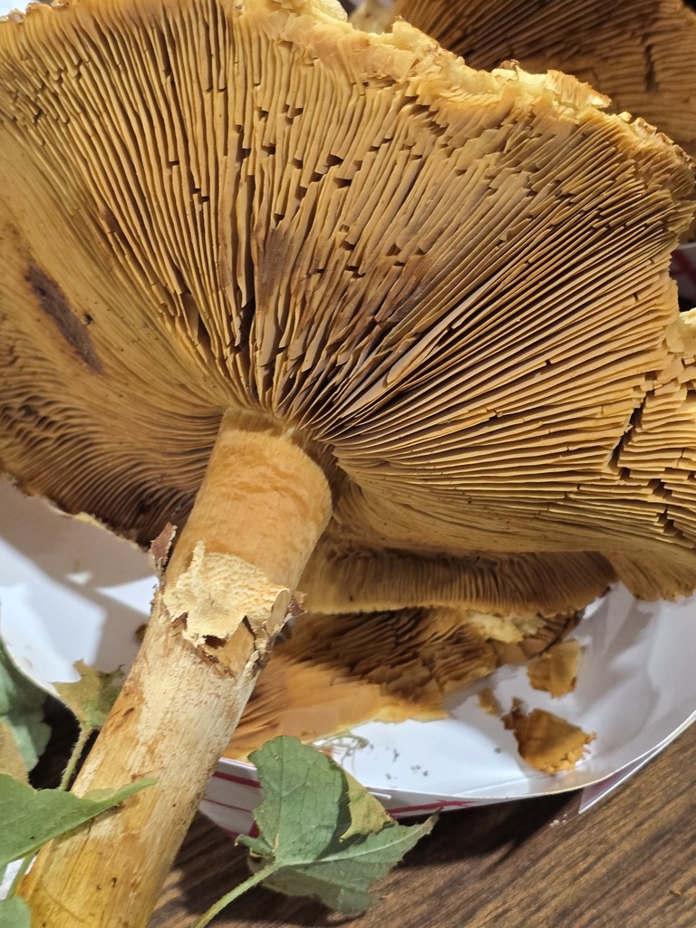 Cystoderma sp. 'aureum-PNW01'