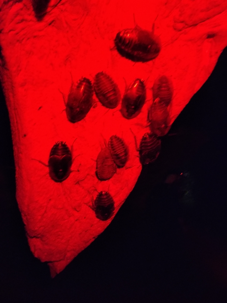 Puerto Rican cave cockroach