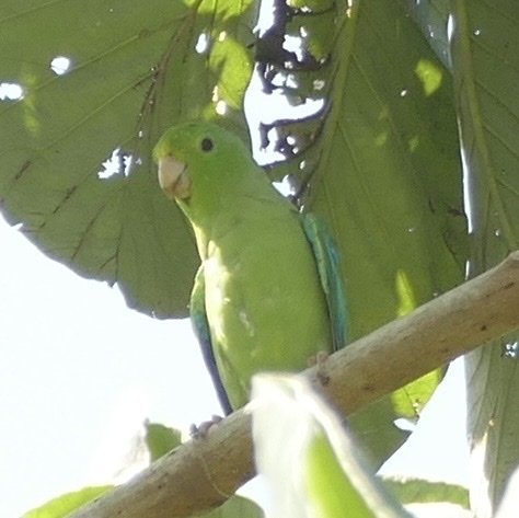 Turquoise-winged Parrotlet (Forpus spengeli), photo 4