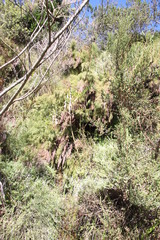 Restio quadratus