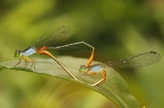 Ceriagrion cerinorubellum