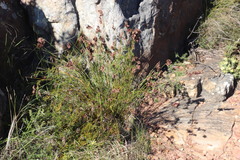 Thamnochortus lucens