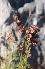 Thamnochortus lucens