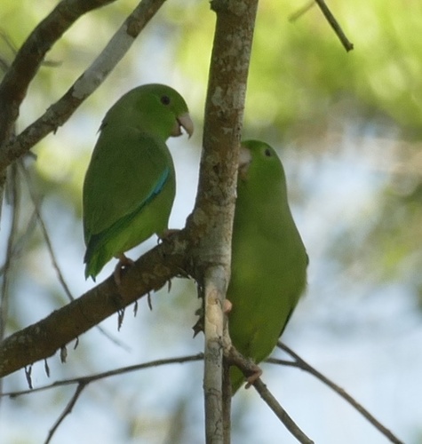 Turquoise-winged Parrotlet (Forpus spengeli), photo 3