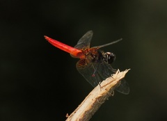 Aethriamanta brevipennis