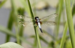 Brachydiplax chalybea