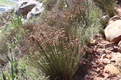 Thamnochortus lucens