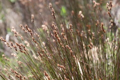 Thamnochortus lucens