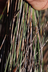 Thamnochortus lucens