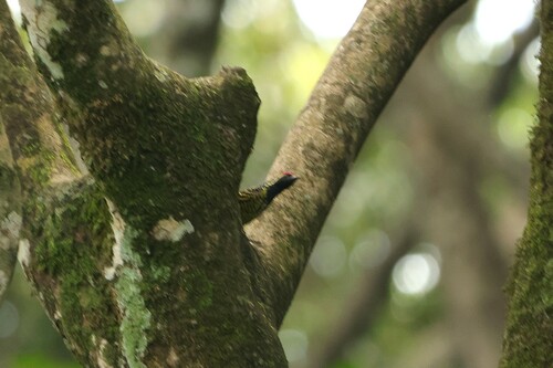 iNaturalist image