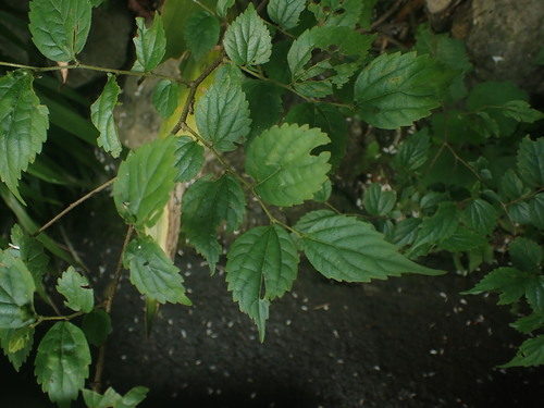 Celtis biondii iNat (3)