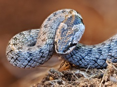 Iberian False Smooth Snake photo 4