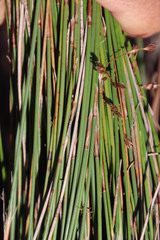 Thamnochortus lucens