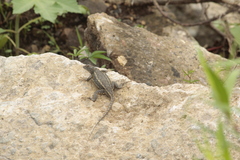 Sceloporus albiventris