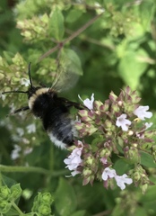 Bombus vestalis