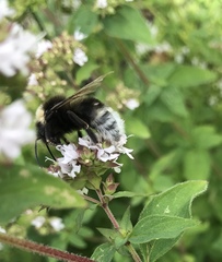 Bombus vestalis