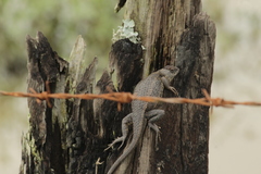 Sceloporus albiventris