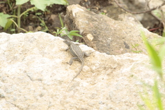 Sceloporus albiventris
